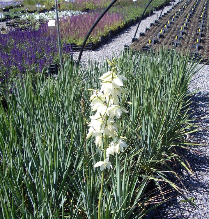 Yucca filamentosa schmalblättrig, Palmlilie Gartenpflanzen Daepp