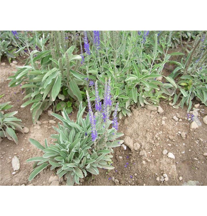Veronica spicata subsp. incana, Ähriger Ehrenpreis Gartenpflanzen Daepp