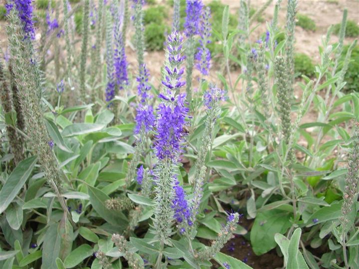 Veronica spicata subsp. incana, Ähriger Ehrenpreis Gartenpflanzen Daepp