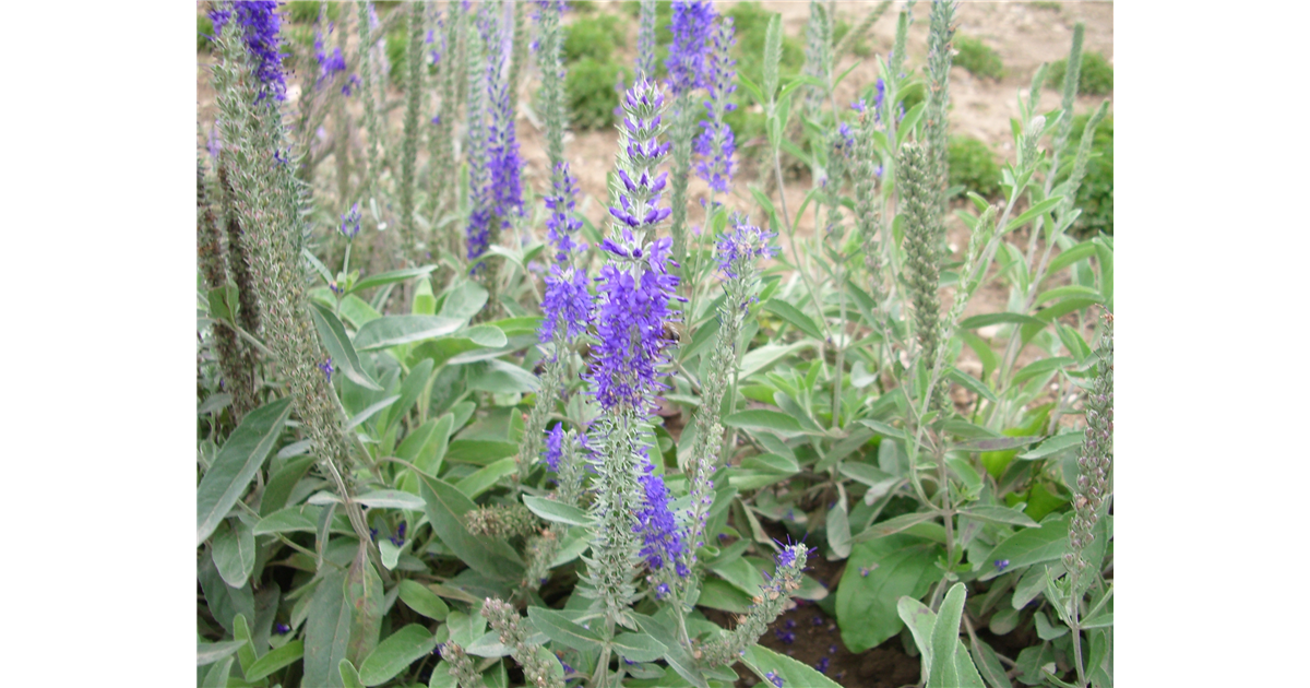 Veronica spicata subsp. incana, Ähriger Ehrenpreis Gartenpflanzen Daepp