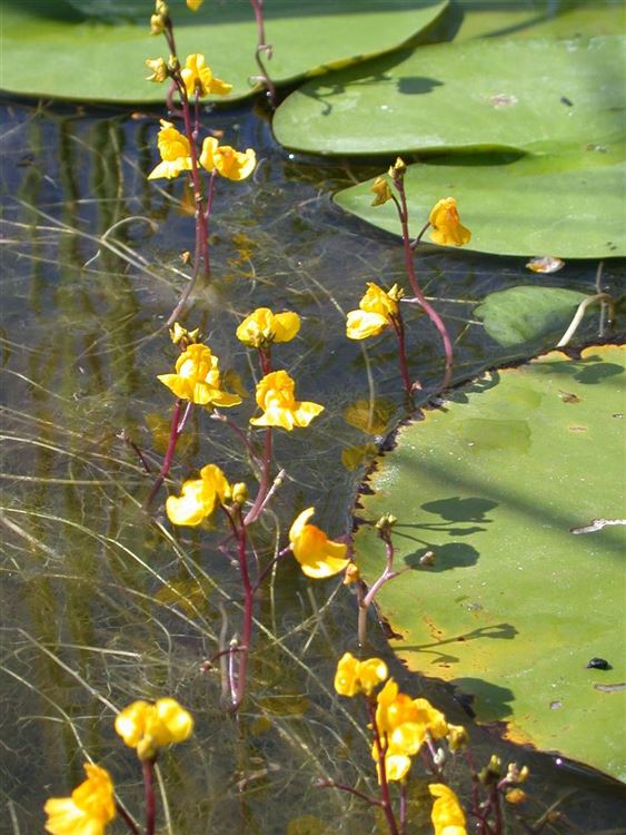 Utricularia vulgaris, Gewöhnlicher Wasserschlauch - Gartenpflanzen Daepp