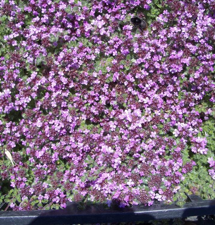 Thymus praecox 'Pseudolanuginosus', Thymian Gartenpflanzen Daepp