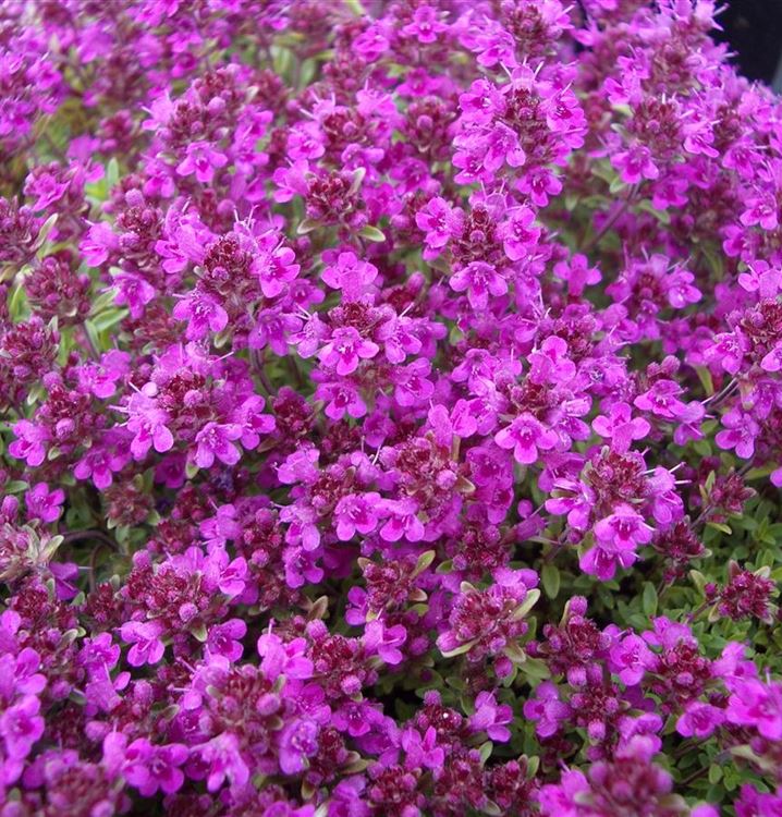 Thymus praecox 'Purple Beauty', Thymian Gartenpflanzen Daepp