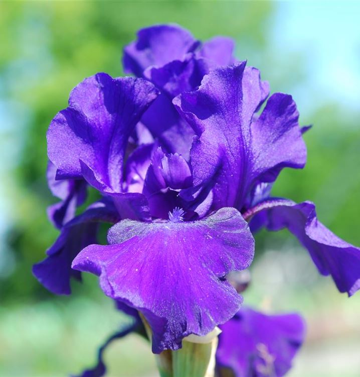 Iris (Germanica-Gruppe) 'Hero', Hohe Bartiris - Gartenpflanzen Daepp