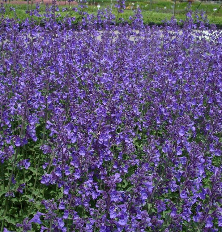 Nepeta Faassenii Gruppe Walker s Low Katzenminze Gartenpflanzen 