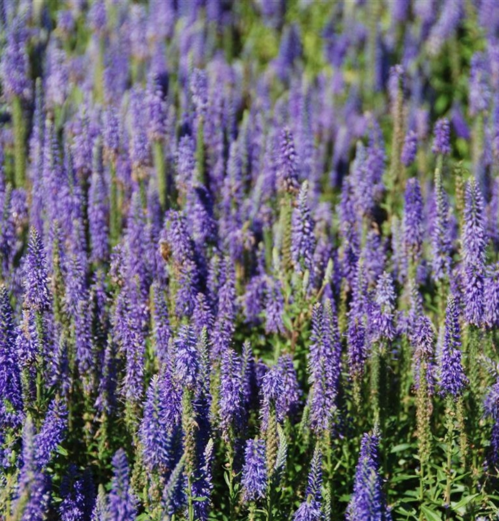 Veronica spicata 'Nana Blauteppich', GartenTeppichEhrenpreis 'Nana