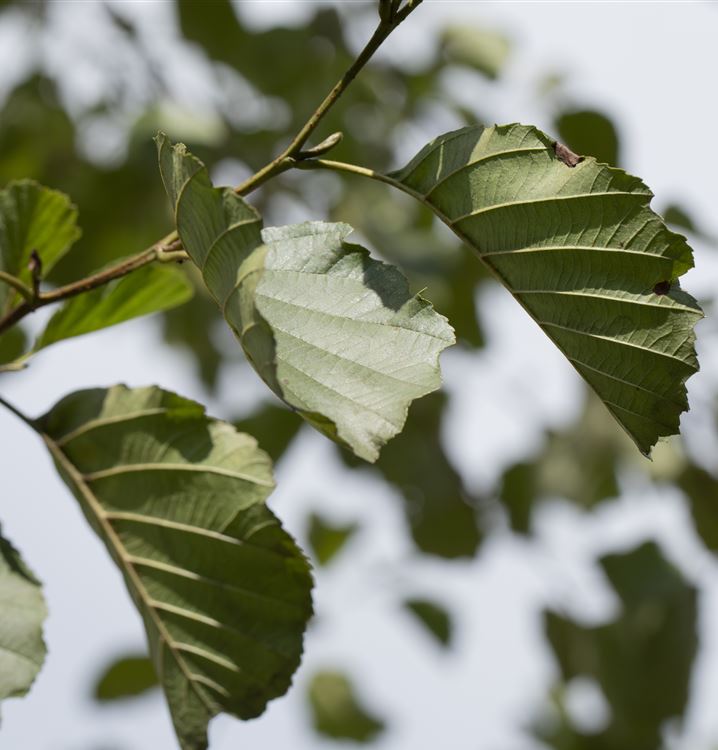 Alnus glutinosa, Schwarzerle - Gartenpflanzen Daepp