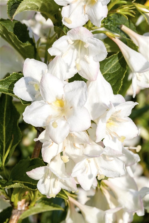 Weigela 'Candida', Weigelie Gartenpflanzen Daepp