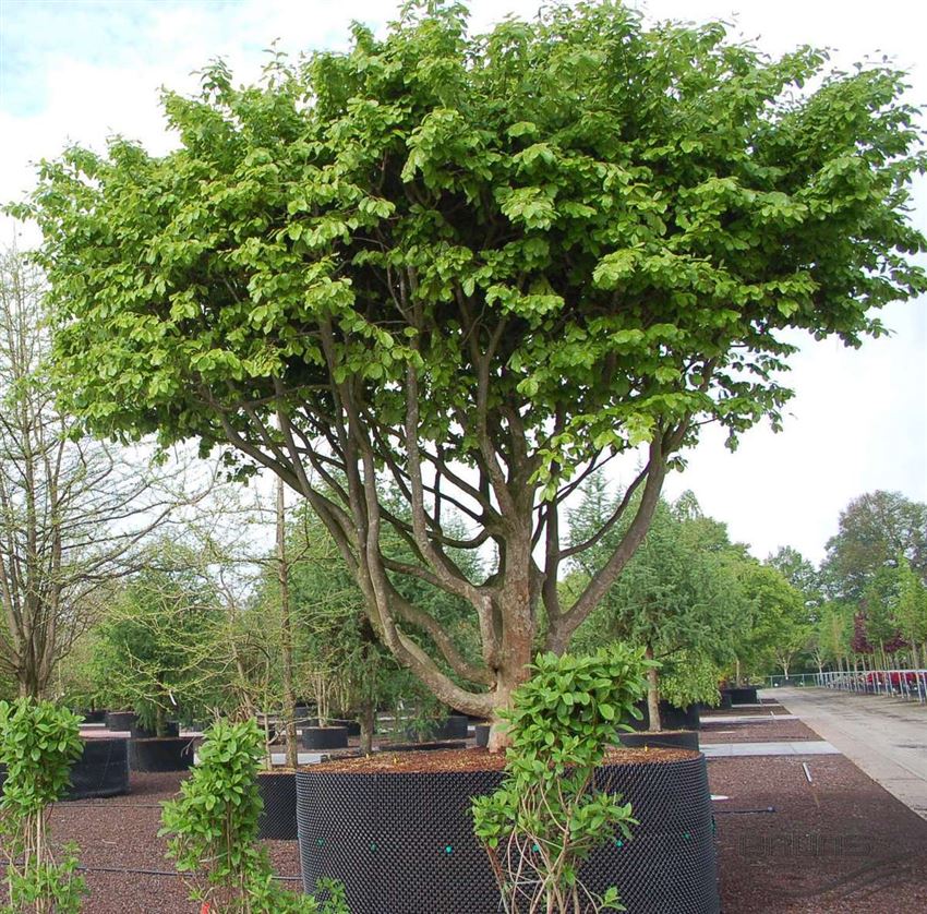 Porträt Solitärpflanze EisenholzBaum (Parrotia persica