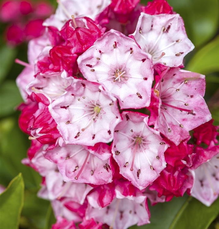 Kalmia latifolia 'Ostbo Red', Lorbeerrose, Berglorbeer Gartenpflanzen