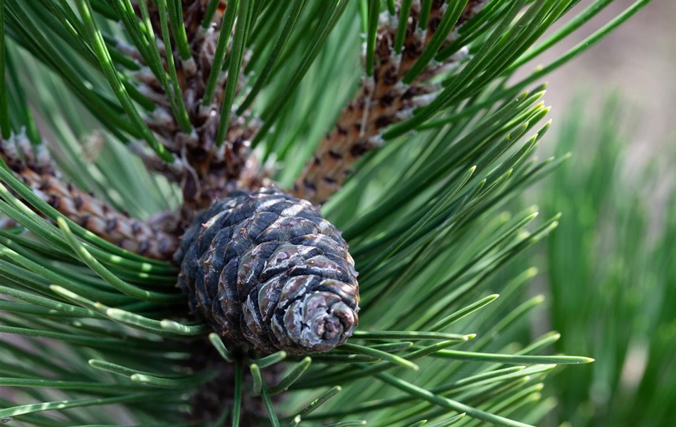 Pinus cembra 'Compacta Glauca'