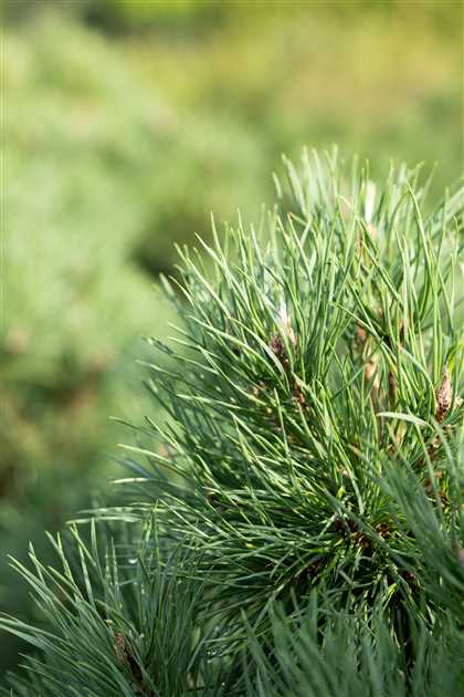 1m b. max 1,5m hoch Pinus sylvestris Globosa Viridis 25-30 Kugel-Zwergkiefer 