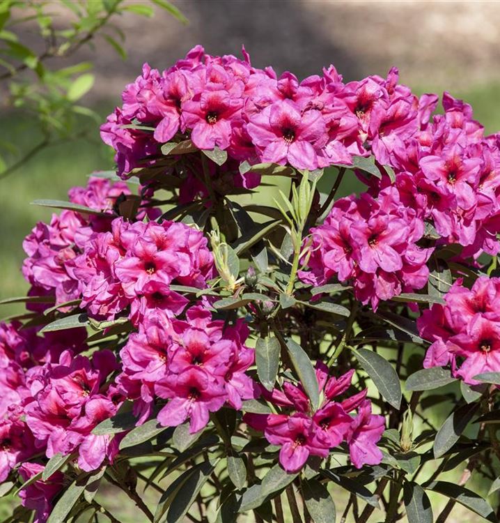 Rhododendron (CatawbienseGruppe) 'Gomer Waterer', Rhododendron