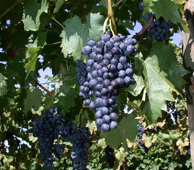 Vitis vinifera 'Regent'
