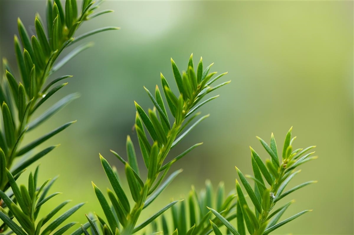 Taxus baccata 'Overeynderi', Eibe Gartenpflanzen Daepp