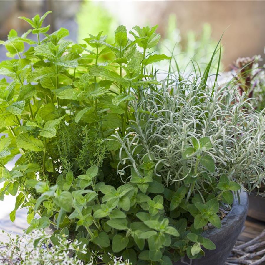 Pflanz- und Pflegeanleitungen - Gartenpflanzen Daepp