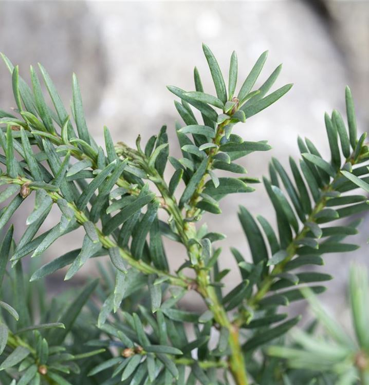 Taxus baccata kugeleiförmig, Eibe Gartenpflanzen Daepp