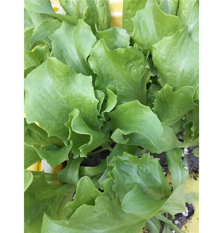 Miniblings Kopfsalat Ohrstecker - Lustiger Küchen-Schmuck Handgemacht