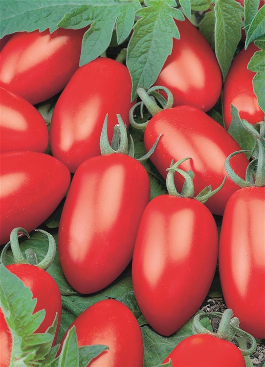 Mini San Marzano Tomate veredelt 'Caprese F1' Gartenpflanzen Daepp