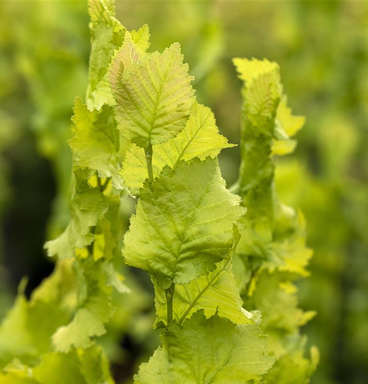 Ulmus hollandica (x) 'Wredei', Holländische Ulme Gartenpflanzen Daepp
