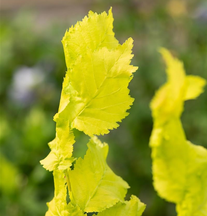 60+ Ulmus Hollandica Wredei Ist Für Kleine Gärten, Graue, glatte