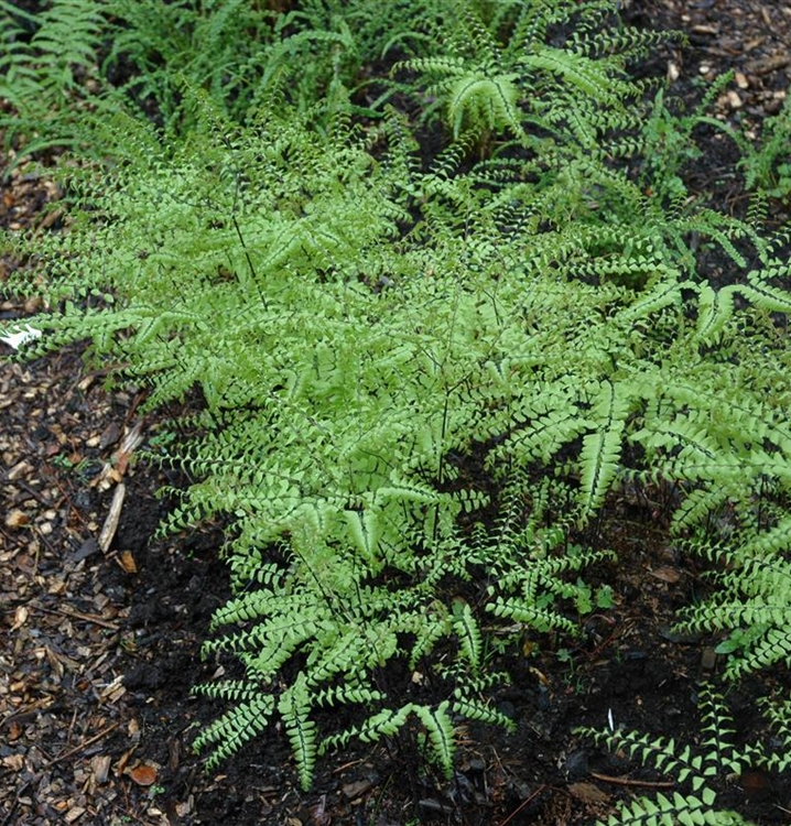 Adiantum pedatum, Frauenhaarfarn Gartenpflanzen Daepp