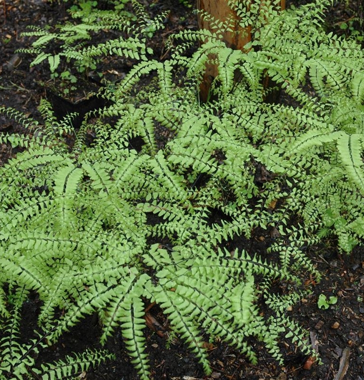 Adiantum pedatum, Frauenhaarfarn Gartenpflanzen Daepp