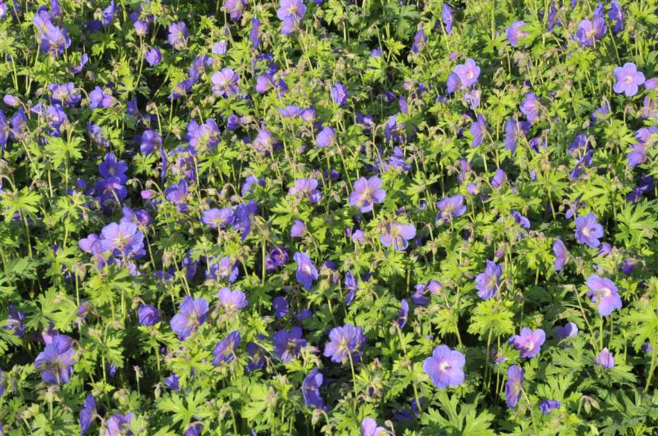 1 x Staude Pflanze Himalaya-Storchschnabel Geranium himalayense 'Irish Blue' 