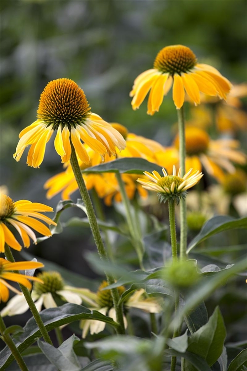 Echinacea ‘Harvest Moon’, Garten-Scheinsonnenhut ‘Harvest Moon