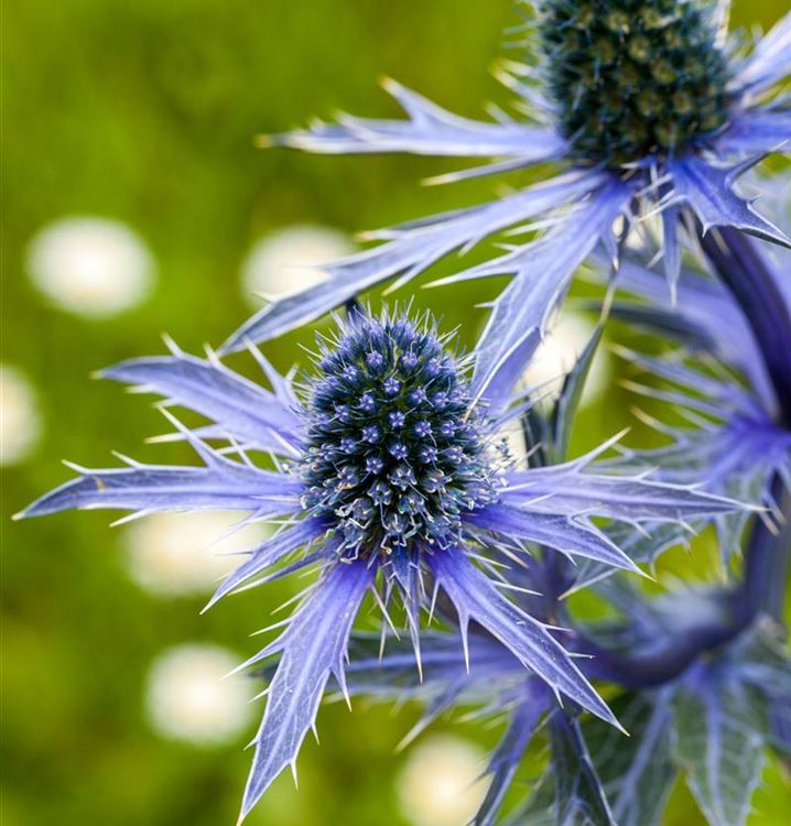 Eryngium planum 'Blauer Zwerg', Edeldistel, Mannstreu Gartenpflanzen Daepp