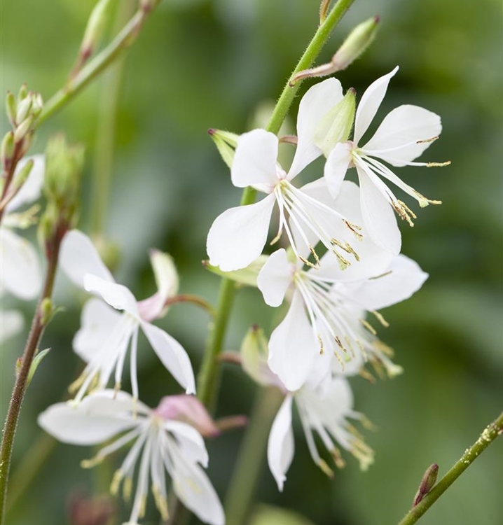 Gaura lindheimeri 'Whirling Butterflies', Präriekerze, Prachtkerze