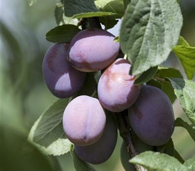 Prunus domestica 'Wangenheimer Frühzwetschge'