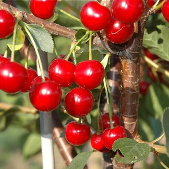 Prunus cerasus 'Hallauer Aemli'