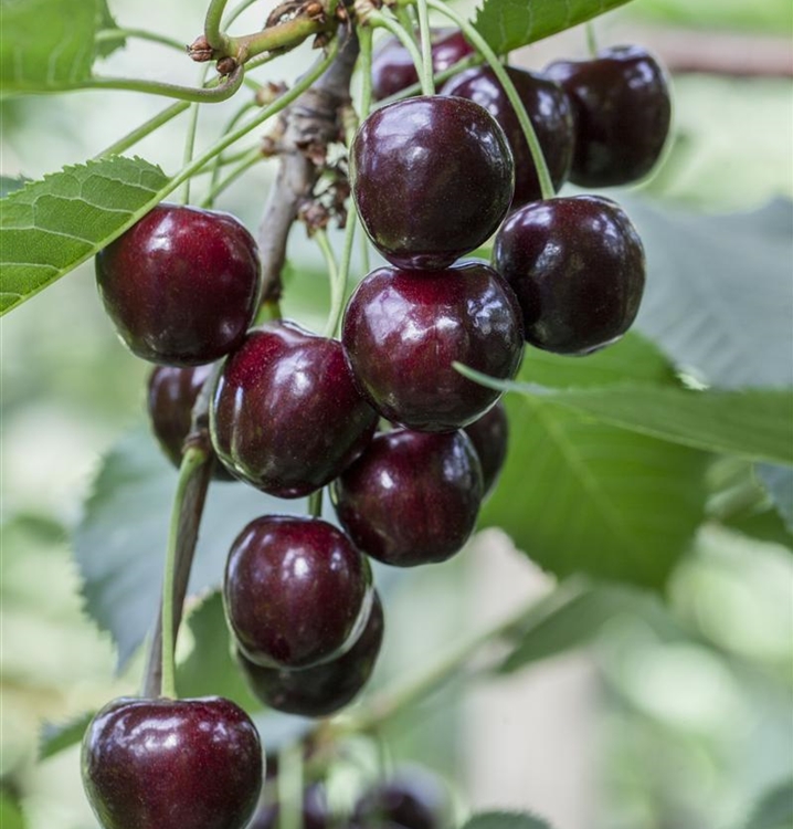 Prunus avium 'Regina', Kirschbaum Gartenpflanzen Daepp