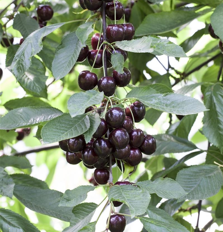 Prunus avium 'Regina', Kirschbaum Gartenpflanzen Daepp