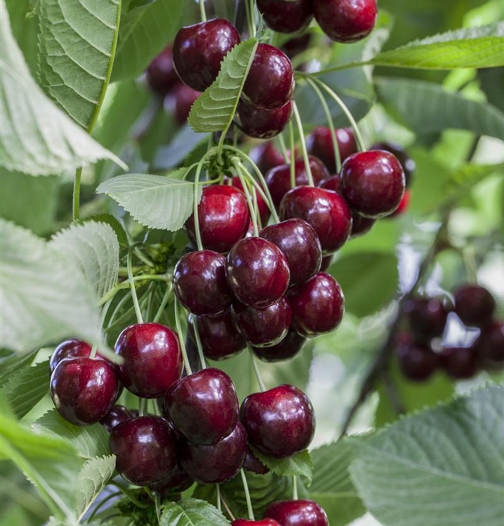 Prunus avium 'Regina', Kirschbaum Gartenpflanzen Daepp
