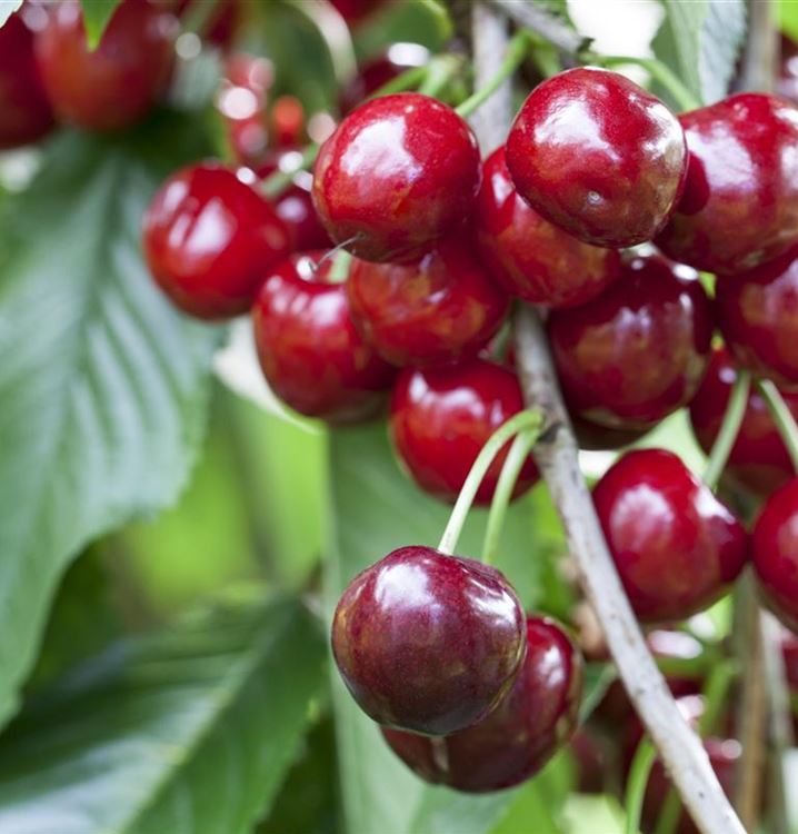 Prunus avium 'Burlat', Kirschbaum Gartenpflanzen Daepp
