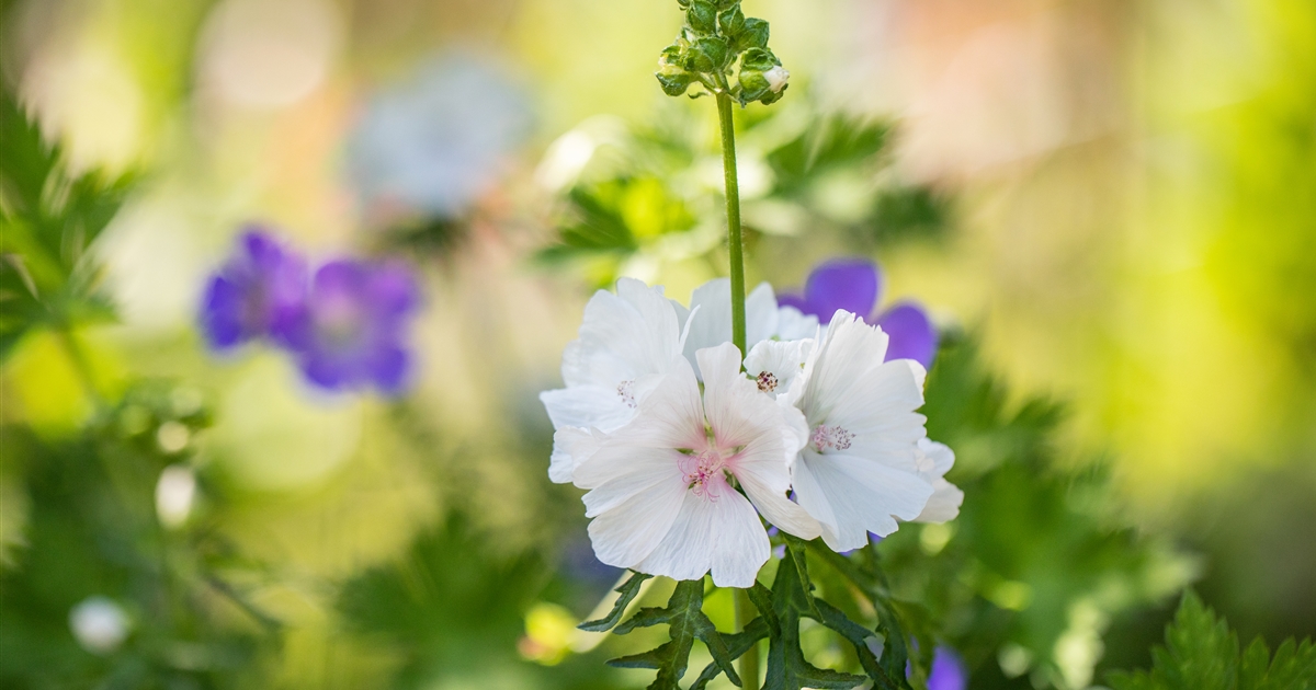 Malva moschata 'Alba', Moschusmalve, BisamMalve Gartenpflanzen Daepp