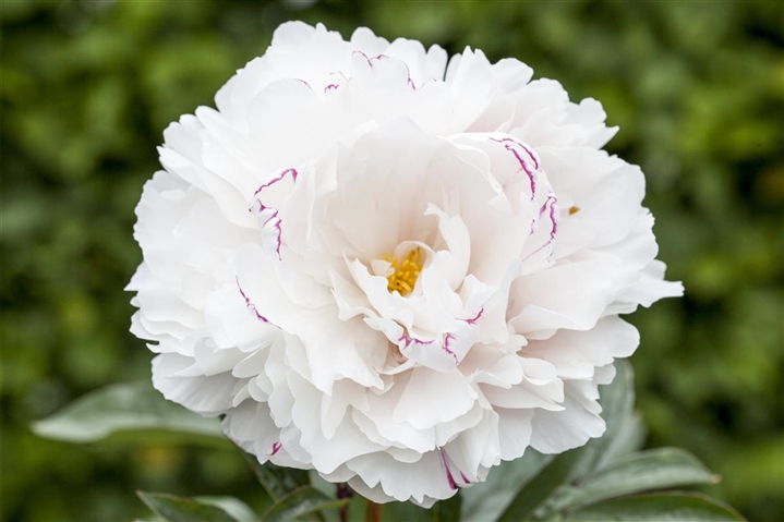 Paeonia (Lactiflora-Gruppe) 'Sarah Bernhardt', Garten-Pfingstrose ...