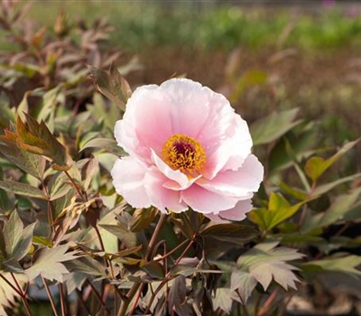 Paeonia suffruticosa rosa