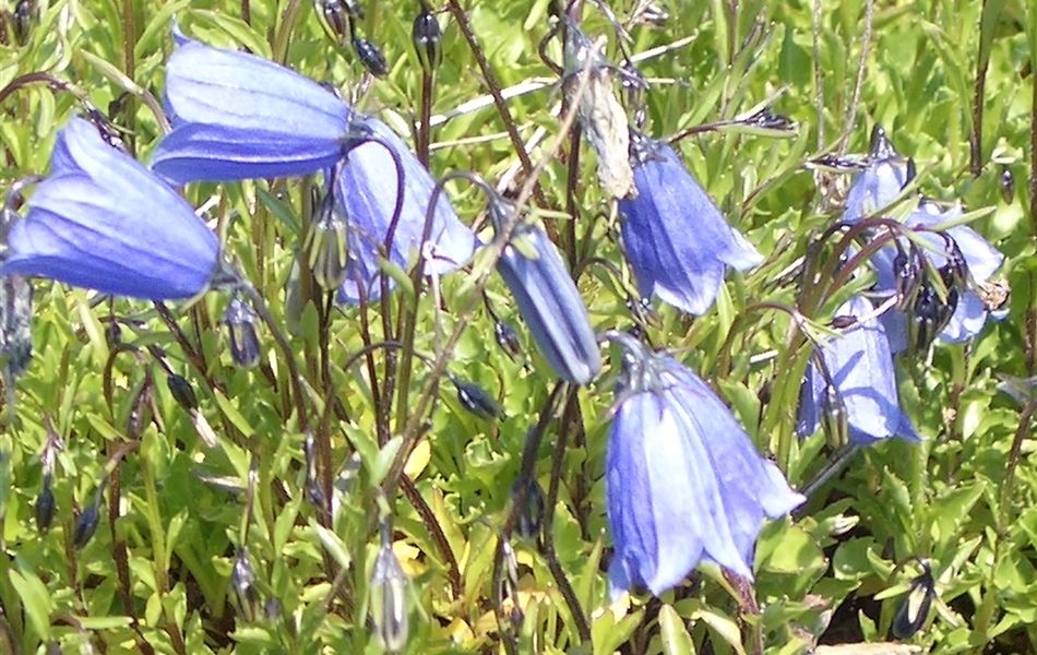 Campanula cochleariifolia 'Bavaria Blue'