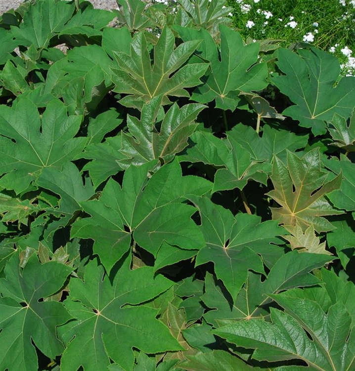 Tetrapanax papyrifer, Reispapierbaum Gartenpflanzen Daepp