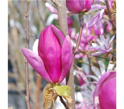 Magnolia soulangeana (x) 'Lennei'