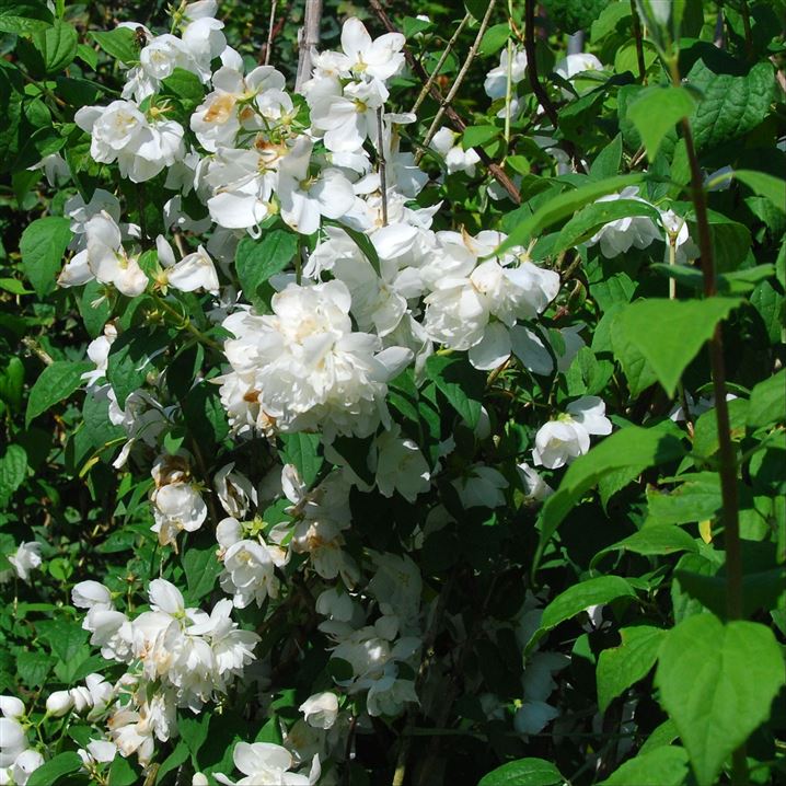 Philadelphus 'Natchez', Pfeifenstrauch Gartenpflanzen Daepp