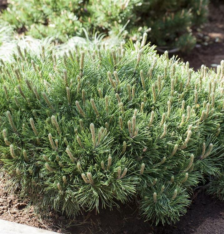 Pinus pumila 'Globe', Zwergkiefer Gartenpflanzen Daepp