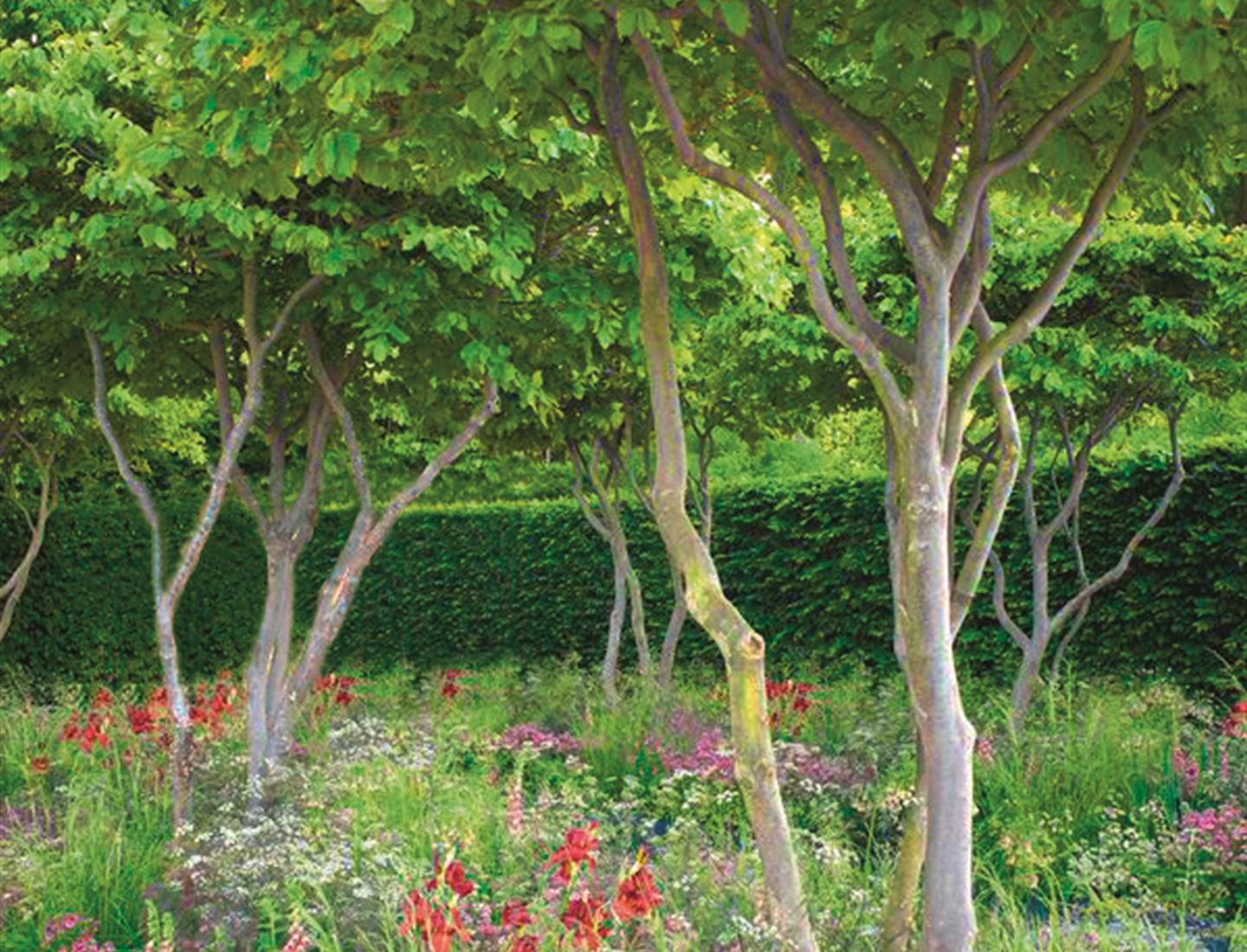 Klimabäume Gartenpflanzen Daepp