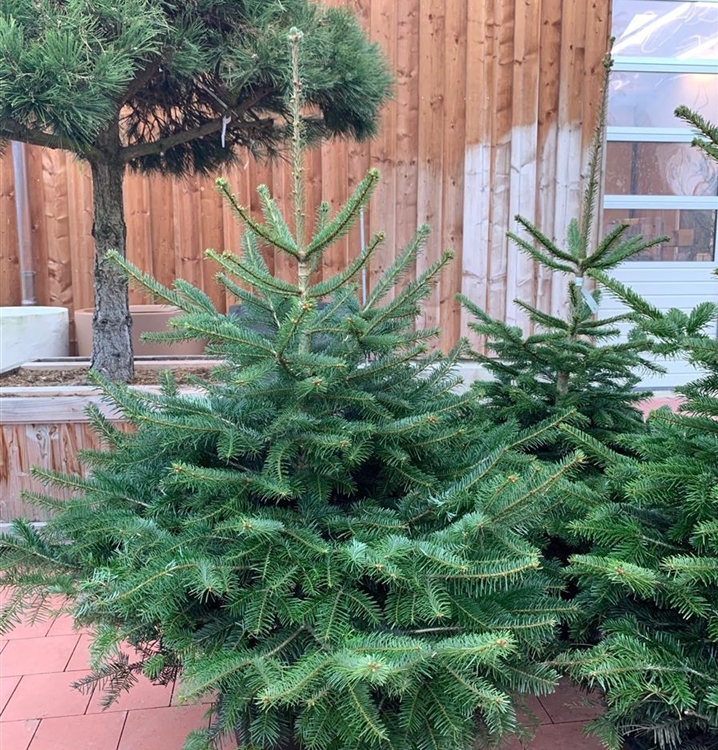 Abies nordmanniana, Nordmanntanne Gartenpflanzen Daepp