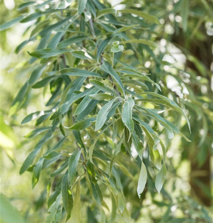 Pyrus salicifolia 'Pendula', Weidenblättrige Birne Gartenpflanzen Daepp