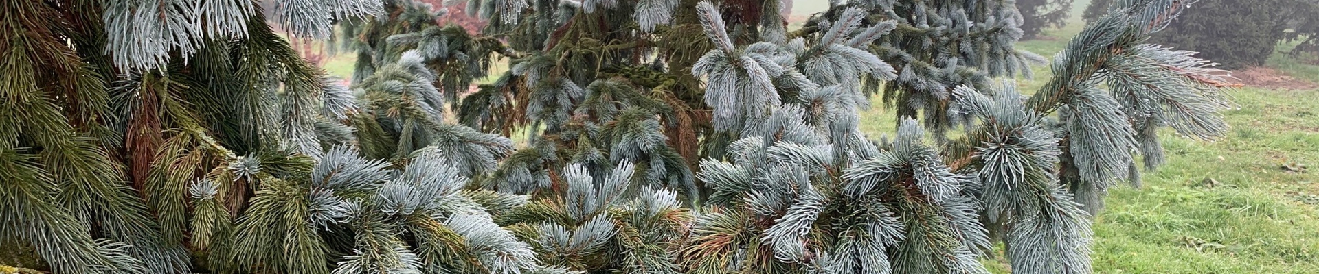 Porträt Solitärpflanze Engelmanns Fichte (Picea engelmannii ‘Glauca