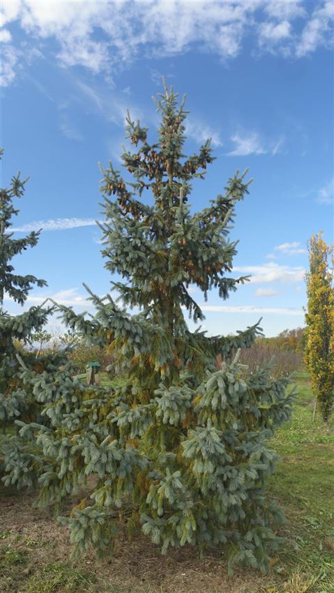 Porträt Solitärpflanze Engelmanns Fichte (Picea engelmannii ‘Glauca